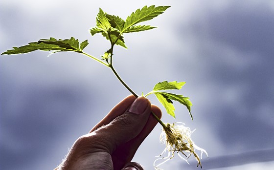 Řízky vznikající při zastřihování či prořezávání, můžete nechat zakoření a vypěstovat si tak zcela nové rostliny; zdroj: healtheuropa.eu